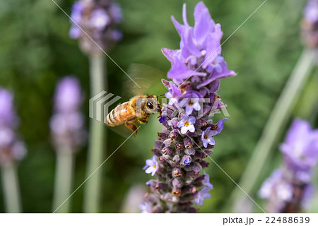 ラベンダーの蜜を吸うミツバチ　クローズアップ 22488639