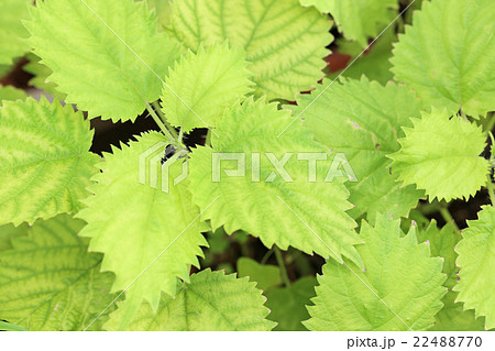 ミヤマイラクサ 22488770