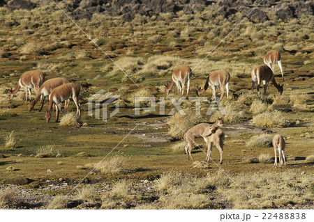 Vicuna Playing Vicuna Playing 22488838