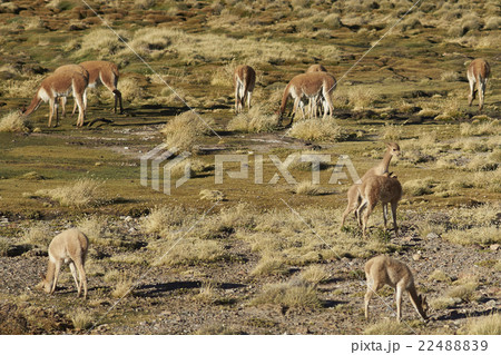 Vicuna Playing Vicuna Playing 22488839