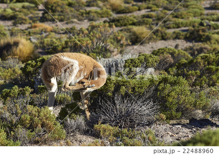 Vicuna on the Altiplano 22488960