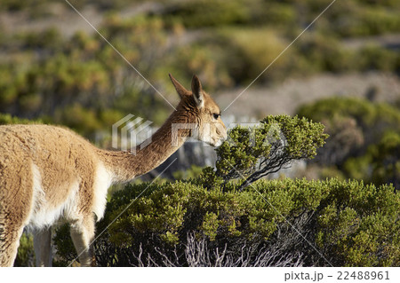 Vicuna on the Altiplano 22488961
