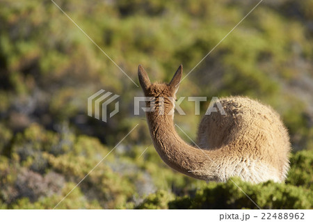 Vicuna on the Altiplano 22488962