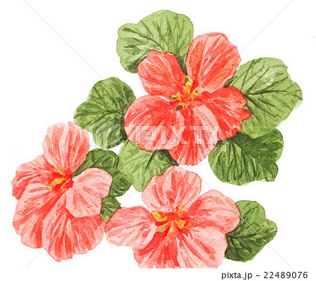 ナスタチュームpix7のイラスト素材