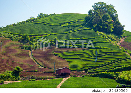 茶畑 茶畑 22489566