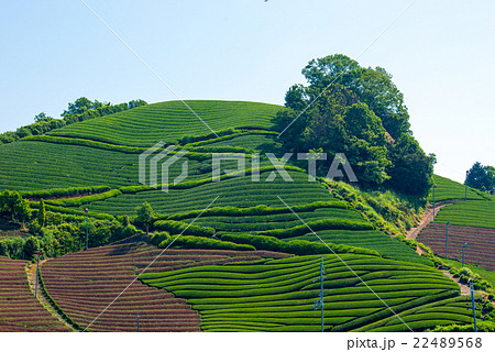 茶畑 22489568