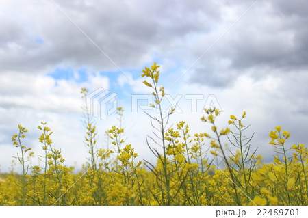 菜花 22489701