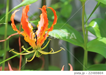 グロリオサ　ロスチャイルディアナ 22489804