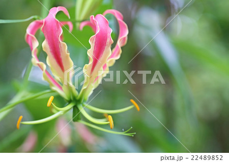 グロリオサ　 22489852