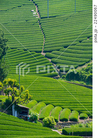 茶畑 22490067