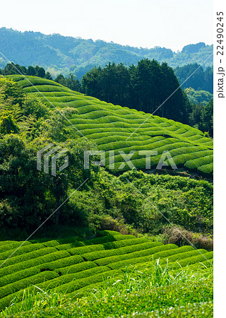 茶畑 22490245