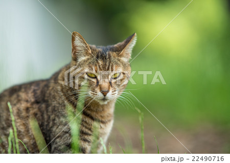 春ののらねこ 22490716