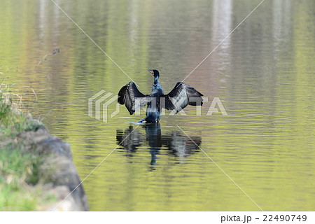 Great cormorant in a lake 22490749