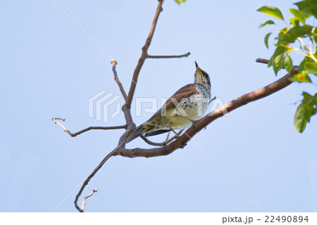 Brown-eared Bulbul (Hypsipetes amaurotic) 22490894