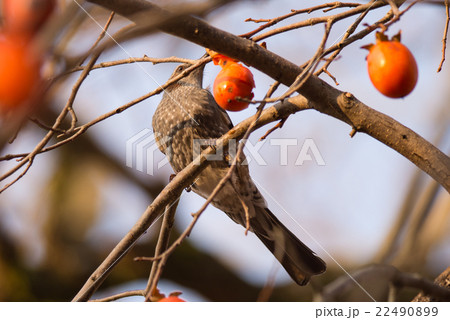 Brown-eared Bulbul (Hypsipetes amaurotic) Brown-eared Bulbul (Hypsipetes amaurotic) 22490899