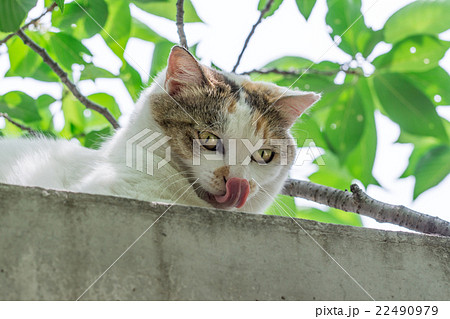 鼻を舐めるミケっち 22490979