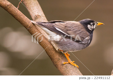 White-Cheeked Starling or grey starling White-Cheeked Starling or grey starling 22491112