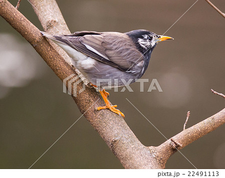 White-Cheeked Starling or grey starling White-Cheeked Starling or grey starling 22491113