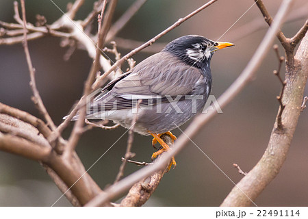 White-Cheeked Starling or grey starling White-Cheeked Starling or grey starling 22491114