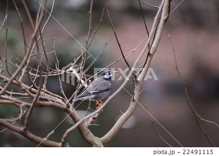 White-Cheeked Starling or grey starling White-Cheeked Starling or grey starling 22491115