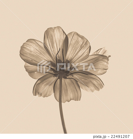 Pink flower of cosmos (filter effect used) Pink flower of cosmos (filter effect used) 22491207