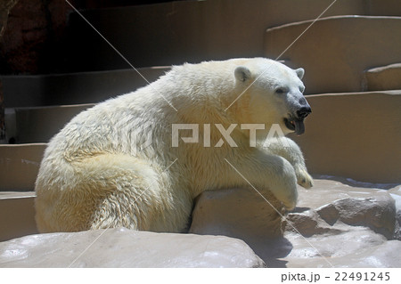 ホッキョクグマ ホッキョクグマ 22491245