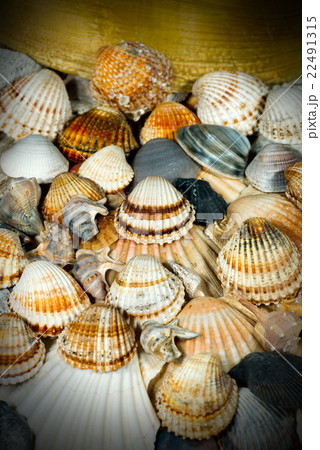 Seashells Background Seashells Background 22491315
