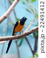Royal Starling Golden-breasted starling  22491412