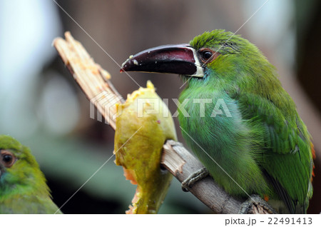 Crimson-rumped Toucanet at Philadelphia ZOO. 22491413