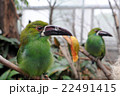 Crimson-rumped Toucanet at Philadelphia ZOO. 22491415