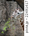 Giraffe at Philadelphia Zoo 22491417