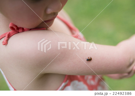 子供の手にとまった天道虫 子供の手にとまった天道虫 22492386