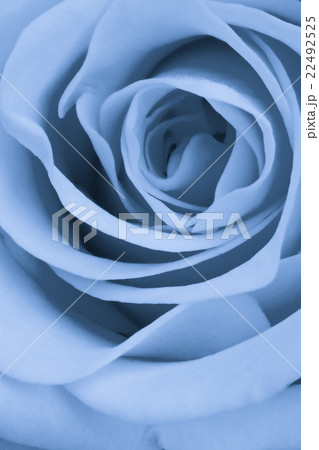 blue rose close up 22492525