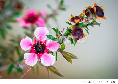 Pink Flowers In Garden. Pink Flowers In Garden. 22493160