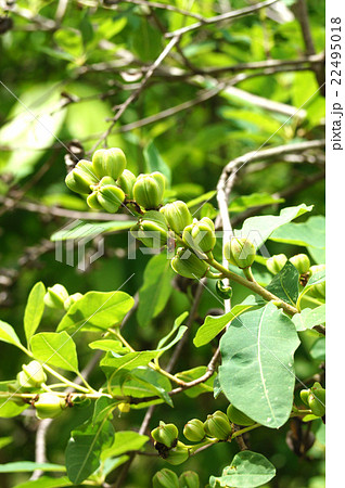 リキュウバイ 22495018