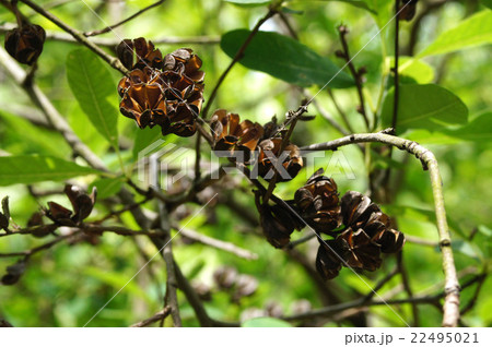 リキュウバイ 22495021