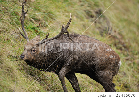 発情期のエゾシカ 22495070