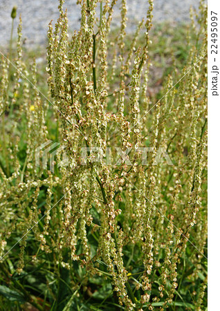 ギシギシ 22495097