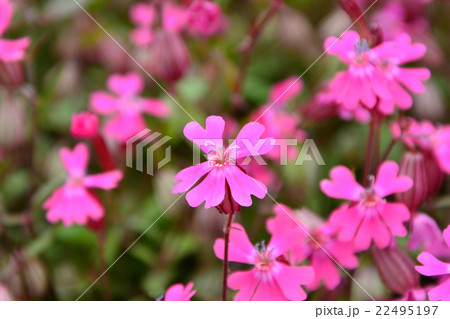 フクロナデシコ フクロナデシコ 22495197