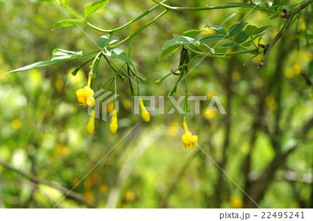 ヒマラヤソケイ　 22495241