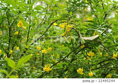 ヒマラヤソケイ　 22495244