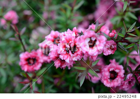 ギョリュウバイ 御柳梅の花の写真素材
