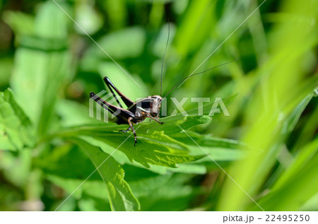 ヒメギス・姫ぎすの幼態 ヒメギス・姫ぎすの幼態 22495250