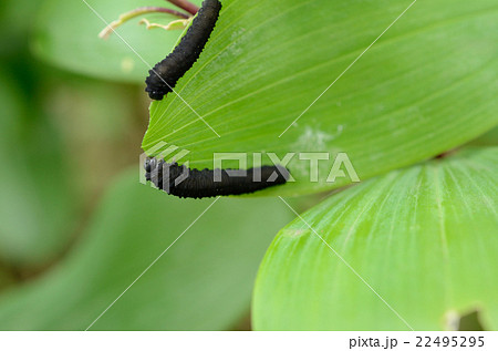 ヒゲナガクロハバチ 鬚長黒葉蜂の幼虫の写真素材