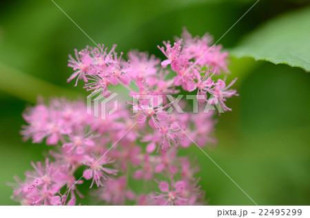 キョウガノコ・京鹿子の花 キョウガノコ・京鹿子の花 22495299