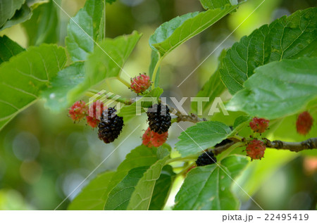 実り始めたキイチゴ・木苺の実 22495419