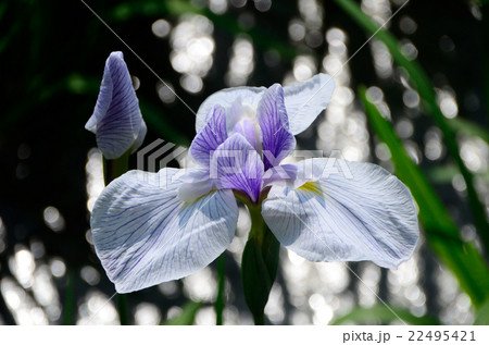 小笹川、ハナショウブ・花菖蒲 22495421