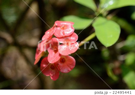 ハナキリン・花麒麟の花 22495441