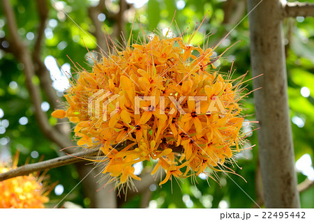 ムユウジュ・無憂樹の花 ムユウジュ・無憂樹の花 22495442