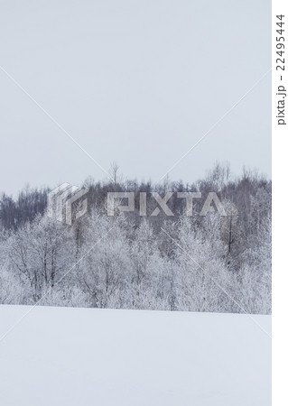 美瑛・冬 (2) 22495444